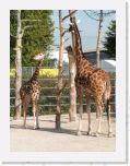 PICT0218 * junge Giraffe * 600 x 800 * (147KB)