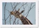 giraffe_rapperswil * hoch oben ist's schn * 1536 x 1024 * (184KB)