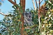 koala Koala Australien